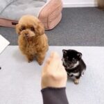 動画まとめ２（生後２カ月）