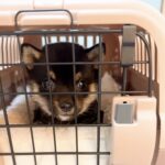 動画まとめ（生後２カ月）