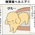 椎間板ヘルニア予備軍になったトイプードル（１）