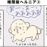 椎間板ヘルニア予備軍になったトイプードル（２）