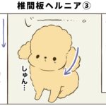 椎間板ヘルニア予備軍になったトイプードル（３）