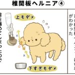 椎間板ヘルニア予備軍になったトイプードル（４）