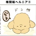 椎間板ヘルニア予備軍になったトイプードル（５）