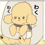 １カ月安静後のトイプードル